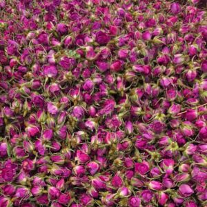 قیمت و خرید غنچه گل محمدی، قیمت غنچه گل محمدی، خرید غنچه گل محمدی، غنچه گل محمدی