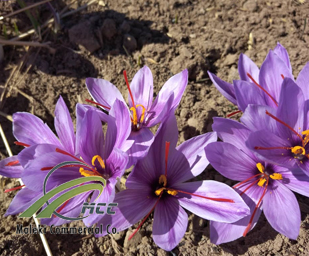 saffron, maleki commercial co