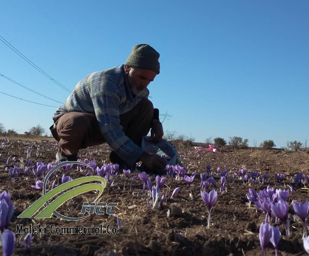 saffron, maleki commercial co