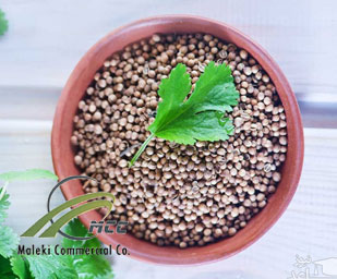 Coriander Seed, maleki commercial co