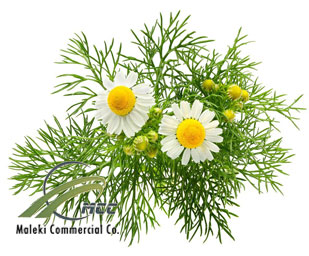 German chamomile, maleki commercial co