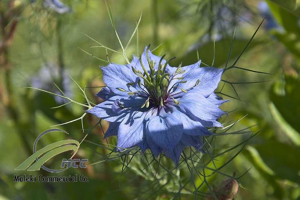 Black Seed Miracle Of The Century For Cancer Treatment, maleki commercial co