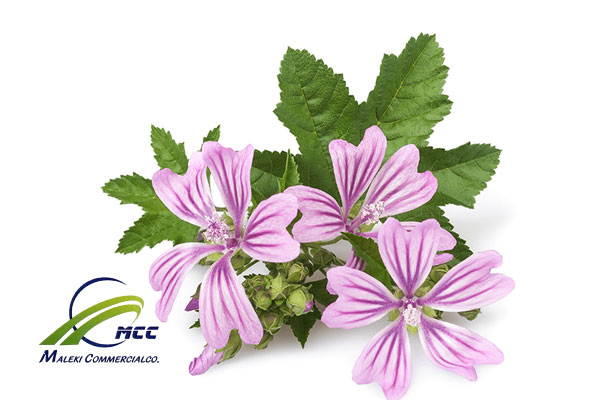 common mallow, maleki commercial co