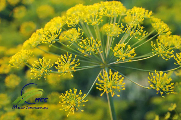 Botanical characteristics of galbanum, maleki commercial co