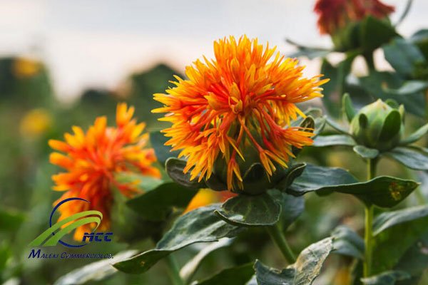 Safflower plant, maleki commercial co