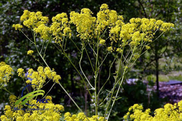 Dyer’s woad, maleki commercial co