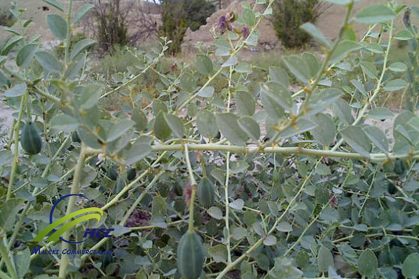 Citrullus Colocynthis  Fruit, maleki commercial co