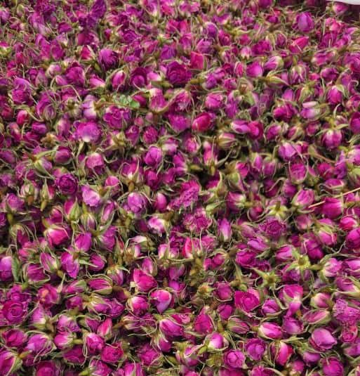 قیمت و خرید غنچه گل محمدی، قیمت غنچه گل محمدی، خرید غنچه گل محمدی، غنچه گل محمدی
